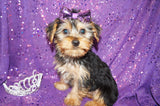 ***FLASH SALE*** Eden Yorkie Yorkshire Terrier Female Black And Gold Born 1-1-2024 Click Here For More Info