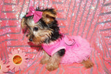 ***FLASH SALE*** Poppy Yorkshire Terrier Yorkie Female Black And Gold Born 1-1-2024 Click Here For More Info