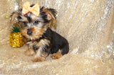 SALE!! Alonzo Yorkie Yorkshire Terrier Male Black And Gold Born 1-1-2024 Click Here For More Info