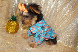 SALE!! Alonzo Yorkie Yorkshire Terrier Male Black And Gold Born 1-1-2024 Click Here For More Info
