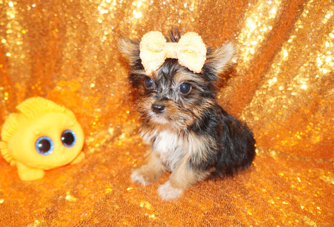 ****FLASH SALE***Mouse Yorkshire Terrier Yorkie Male Born 2-8-2024 Black/Gold Click Here For More Info.