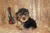 ****FLASH SALE**** Jay Jay Yorkshire Terrier Yorkie Male Born 2-8-2024 Black/Gold Click Here For More Info.