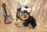 ****FLASH SALE**** Jay Jay Yorkshire Terrier Yorkie Male Born 2-8-2024 Black/Gold Click Here For More Info.