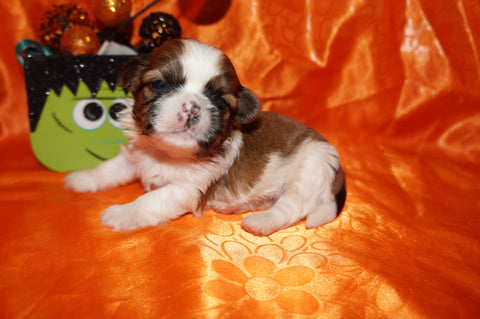 SOLD!! Ace AKC Registered Shih Tzu Shihtzu Male Gold And White Born  9-5-2024 Click Here For More Info