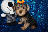 Bear Yorkshire Terrier Yorkie Black/Gold Male Born 10-22-2024 READY NOW! Click Here For More Info