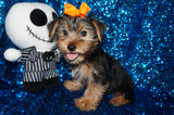 Bear Yorkshire Terrier Yorkie Black/Gold Male Born 10-22-2024 READY NOW! Click Here For More Info