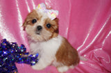 Amaya AKC Registered Shih Tzu Female Gold And White Born 11-6-2024 Click Here For More Info