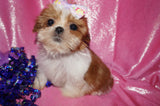 Amaya AKC Registered Shih Tzu Female Gold And White Born 11-6-2024 Click Here For More Info