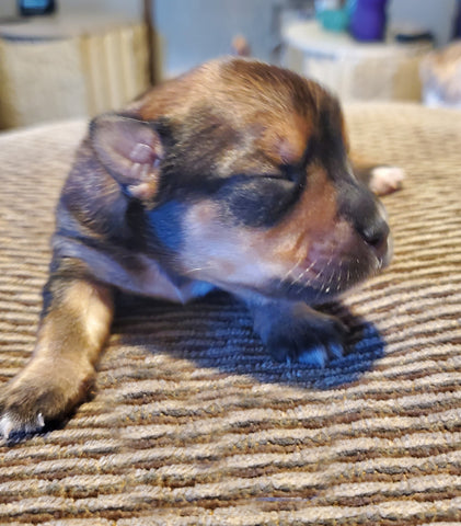 Yorkie Puppies