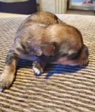 SOLD!! Tisha’s New baby boy JAX! Yorkshire Terrier Yorkie *** RAREST OF RARE SABLE COLOR*** Male  Born 8-26-2023  Click Here For More Info on Her