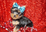 EARLY BLACK FRIDAY SALE!! $500 OFF!! THIS WEEK ONLY!!  Scooter Yorkshire Terrier Yorkie Male Black And Gold Born 9-9-2023 Click Here For More Info