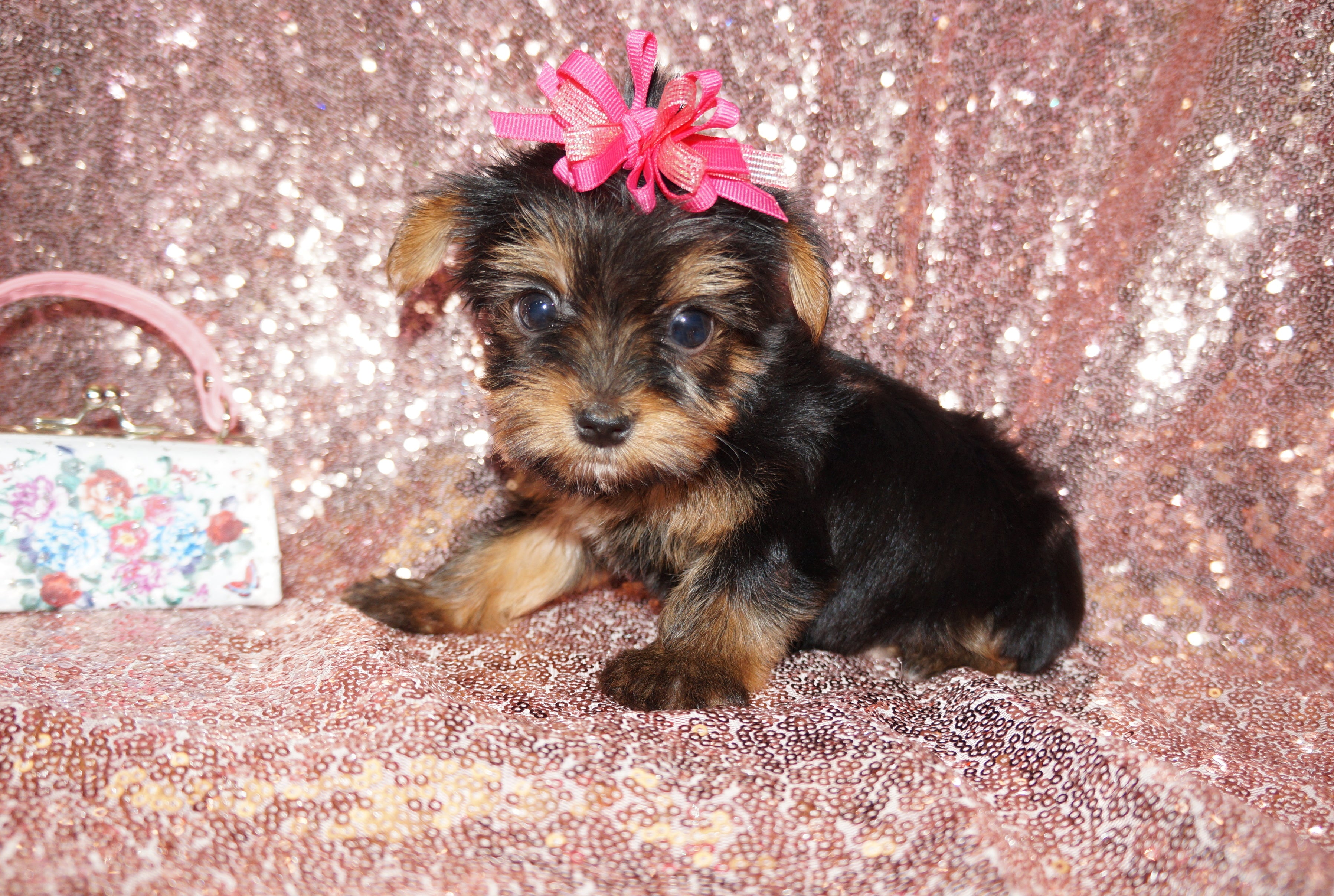 SOLD!! TEACUP Kylie Yorkshire Terrier Yorkie Black And Gold Female Born 10-31-2022  READY FOR CHRISTMAS!! Click This Line for more