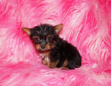 Yorkie Puppies