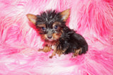 SOLD!! TEACUP Katie Terrier Yorkie  Female Black And Gold Born 10-31-2022 READY TO GO NOW!  Click Here For More Info