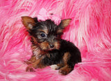 Yorkie Puppies