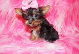 SOLD!! TEACUP Katie Terrier Yorkie  Female Black And Gold Born 10-31-2022 READY TO GO NOW!  Click Here For More Info