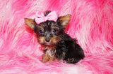 Yorkie Puppies