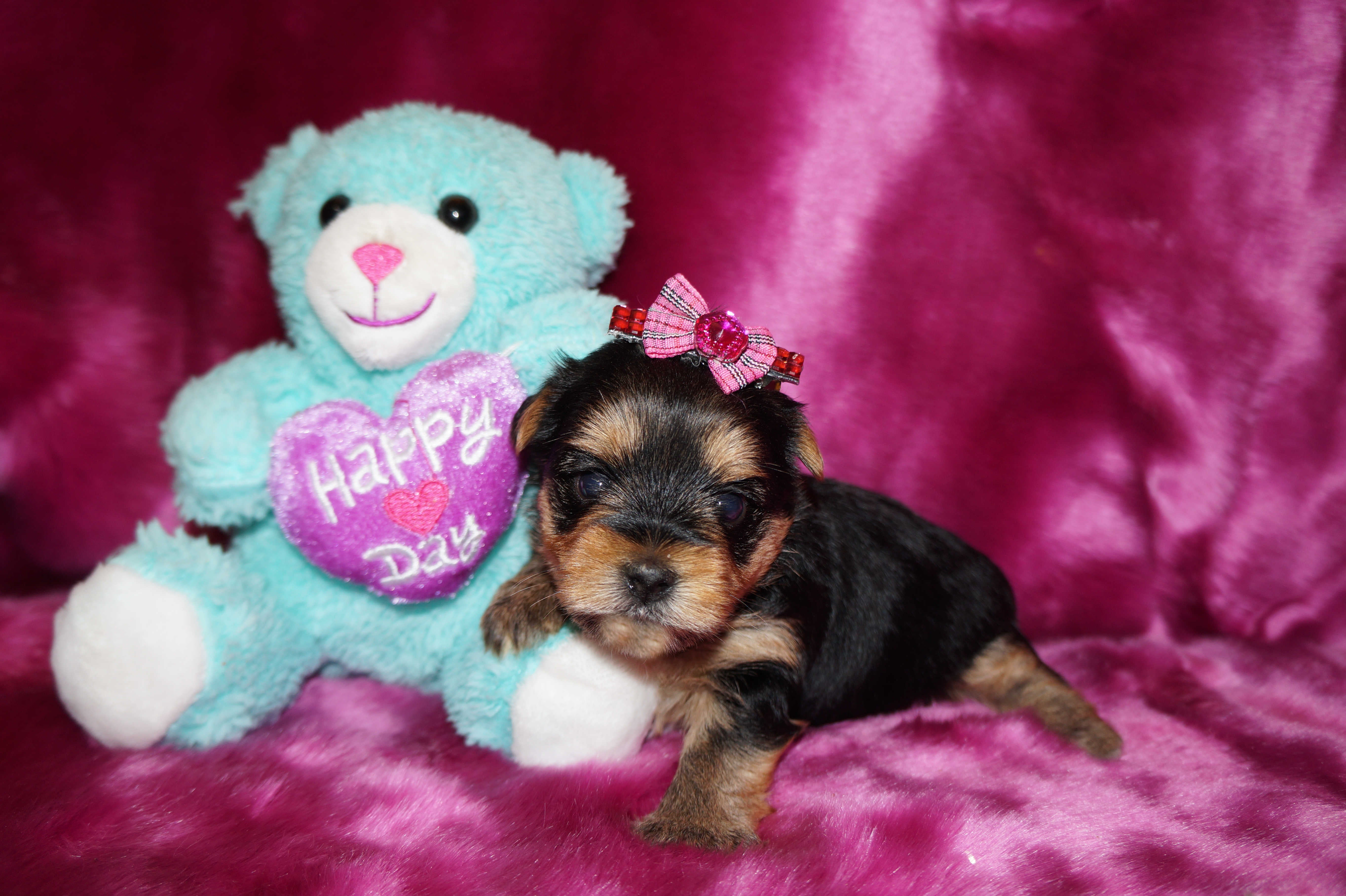 Macy Yorkshire Terrier Yorkie  Female Black And Gold Born 1-27-2023 Click Here For More Info