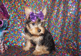 SOLD!! QYorkshire Terrier Yorkie  Female Black And Gold Born 11-9-2022 Click Here For More Info