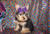 Yorkie Puppies