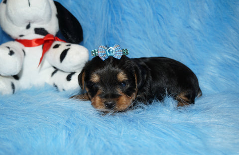 Yorkie Puppies