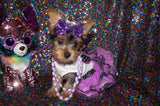 Yorkie Puppies
