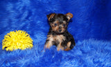 Baxter TEACUP Yorkshire Terrier Male Yorkie Black and Gold Born 8-31-2022 Click Here For More Info