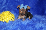 Baxter TEACUP Yorkshire Terrier Male Yorkie Black and Gold Born 8-31-2022 Click Here For More Info