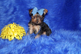 Baxter TEACUP Yorkshire Terrier Male Yorkie Black and Gold Born 8-31-2022 Click Here For More Info