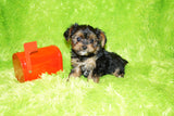 SOLD TO TRACI!! Willie Registered Yorkie Yorkshire Terrier Male Black And Gold Born 8-5-2021 Click Here For More Info