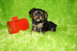 Yorkie Puppies