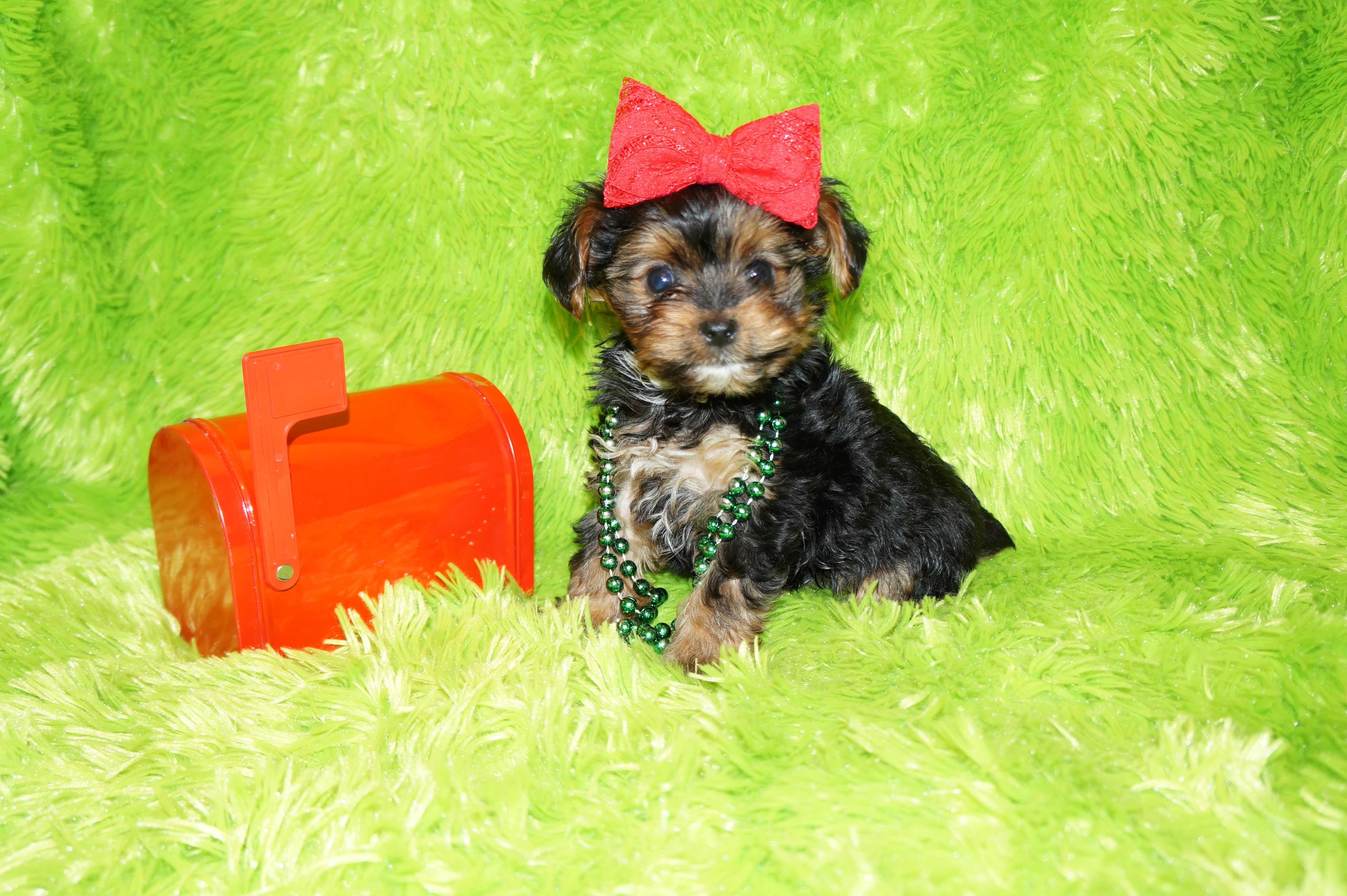 SOLD TO TRACI!! Willie Registered Yorkie Yorkshire Terrier Male Black And Gold Born 8-5-2021 Click Here For More Info