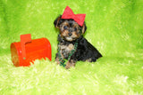 Yorkie Puppies