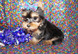 Yorkie Puppies