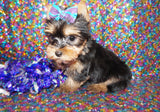 Buffy Yorkshire Terrier Yorkie Black And Gold Female Born 11-20-2022 READY NOW! Click This Line for more