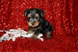 SOLD!! Binky Yorkshire Terrier Yorkie  Male Black And Gold Born 8-11-2021 Click Here For More Info