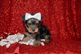 SOLD!! Binky Yorkshire Terrier Yorkie  Male Black And Gold Born 8-11-2021 Click Here For More Info