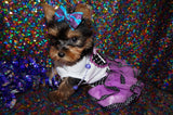 Buffy Yorkshire Terrier Yorkie Black And Gold Female Born 11-20-2022 READY NOW! Click This Line for more