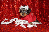 SOLD!! Binky Yorkshire Terrier Yorkie  Male Black And Gold Born 8-11-2021 Click Here For More Info