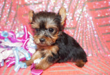 SOLD! Capri Yorkshire Terrier Yorkie Black And Gold Female Born 11-20-2022 READY NOW! Click This Line for more