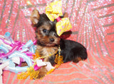 Yorkie Puppies