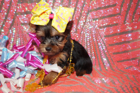 Yorkie Puppies