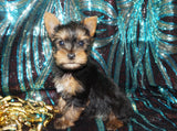 Yorkie Puppies