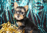 Oliver Yorkshire Terrier Yorkie Black And Gold Male Born 11-20-2022 READY NOW Click This Line for more