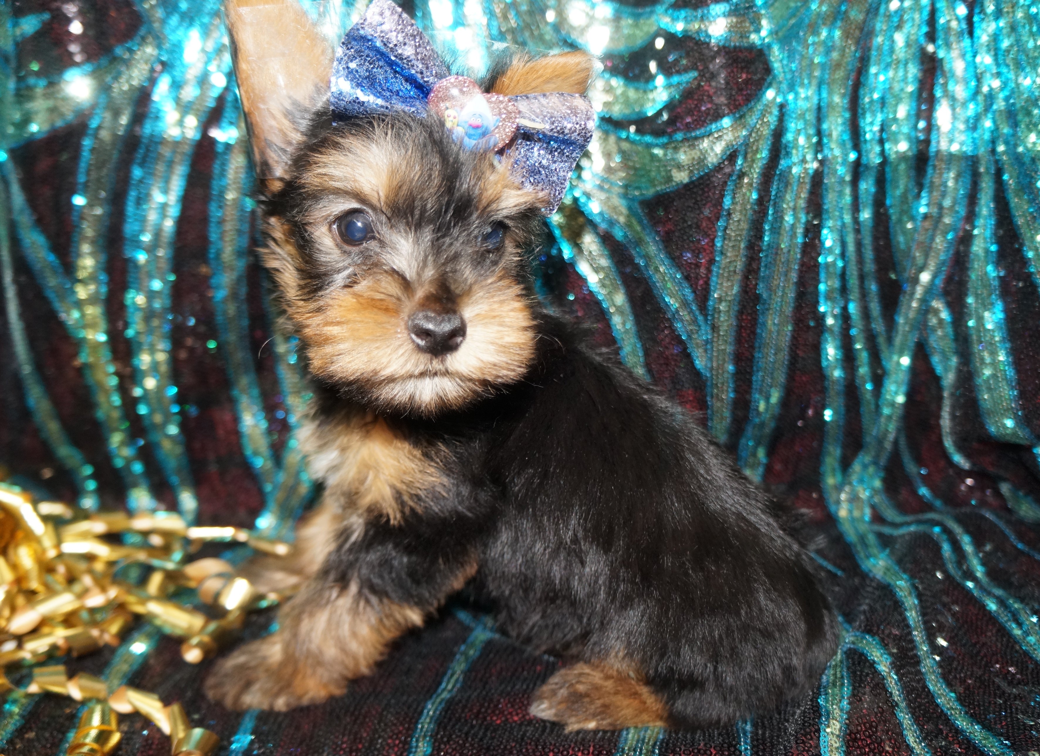 Black and gold sales yorkie