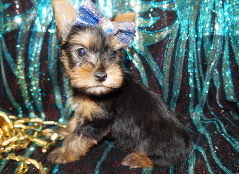 Yorkie Puppies