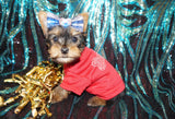 Yorkie Puppies