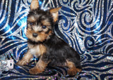 Leroy Yorkshire Terrier Yorkie Black And Gold Male Born 7-12-2023 READY NOW Click This Line for more
