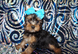 ON SALE THIS WEEK ONLY!! Leroy Yorkshire Terrier Yorkie Black And Gold Male Born 6-5-2023 READY NOW Click This Line for more