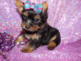 SOLD TO RENATA!! Cinnamon Yorkshire Terrier Yorkie Black And Gold Female Born 11-21-2022 READY NOW! Click This Line for more
